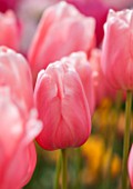 KEUKENHOF GARDENS, HOLLAND: THE NETHERLANDS - CLOSE UP PLANT PORTRAIT OF PINK FLOWER OF SINGLE LATE TULIP - TULIPA MENTON - BULB, BULBS, FLOWERS, MAY, SPRING