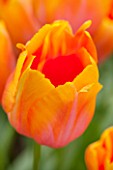 KEUKENHOF GARDENS, HOLLAND: THE NETHERLANDS - CLOSE UP PLANT PORTRAIT OF ORANGE FLOWER OF SINGLE LATE TULIP - TULIPA DORDOGNE - BULB, BULBS, FLOWERS, MAY, SPRING