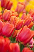 KEUKENHOF GARDENS, HOLLAND: THE NETHERLANDS - CLOSE UP PLANT PORTRAIT OF ORANGE FLOWER OF SINGLE LATE TULIP - TULIPA BATAVIA - BULB, BULBS, FLOWERS, MAY, SPRING