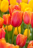 KEUKENHOF GARDENS, HOLLAND: THE NETHERLANDS - CLOSE UP PLANT PORTRAIT OF ORANGE FLOWER OF SINGLE LATE TULIP - TULIPA BATAVIA - BULB, BULBS, FLOWERS, MAY, SPRING