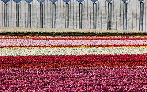 THE_NETHERLANDS___FIELDS_OF_TULIPS_IN_SPRING__HOLLAND_BULB_FIELD_FIELDS_GREENHOUSES_GLASSHOUSES_APRI