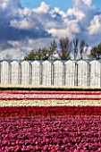 THE NETHERLANDS -  FIELDS OF TULIPS IN SPRING - HOLLAND, BULB, FIELD, FIELDS, GREENHOUSES, GLASSHOUSES, APRIL, MAY, FLOWERS, SHEET, SHEETS, RED, PINK