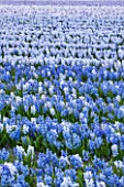 THE NETHERLANDS -  FIELD OF BLUE HYACINTHS IN SPRING - HOLLAND, BULB, FIELD, FIELDS, APRIL, MAY, FLOWERS, SHEET, SHEETS