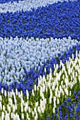 KEUKENHOF GARDENS, HOLLAND: THE NETHERLANDS - WHITE AND BLUE FLOWERS OF GRAPE HYACINTH - MUSCARI - FLOWER, BULB, SPRING