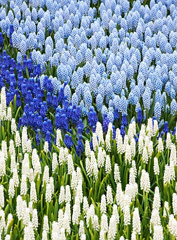 KEUKENHOF_GARDENS_HOLLAND_THE_NETHERLANDS__WHITE_AND_BLUE_FLOWERS_OF_GRAPE_HYACINTH__MUSCARI__FLOWER