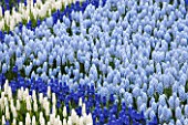 KEUKENHOF GARDENS, HOLLAND: THE NETHERLANDS - WHITE AND BLUE FLOWERS OF GRAPE HYACINTH - MUSCARI - FLOWER, BULB, SPRING