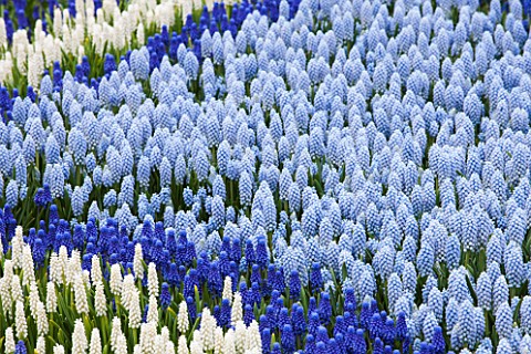 KEUKENHOF_GARDENS_HOLLAND_THE_NETHERLANDS__WHITE_AND_BLUE_FLOWERS_OF_GRAPE_HYACINTH__MUSCARI__FLOWER