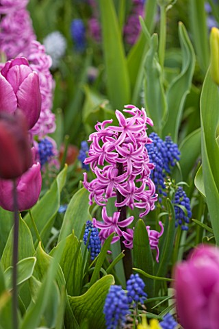 KEUKENHOF_GARDENS_HOLLAND_THE_NETHERLANDS__CLOSE_UP_PLANT_PORTRAIT_OF_THE_PINK_FLOWER_OF_A_HYACINTH_