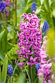 KEUKENHOF GARDENS, HOLLAND: THE NETHERLANDS - CLOSE UP PLANT PORTRAIT OF THE PINK FLOWER OF A HYACINTH - HYACINTHUS PAUL HERMAN - BULB, SPRING, PETALS, FLOWERS, MAY, FRAGRANT