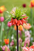 KEUKENHOF GARDENS, HOLLAND: THE NETHERLANDS - CLOSE UP PLANT PORTRAIT - FRITILLARIA IMPERIALIS RUBRA - MAY, BULB, FLOWER, FLOWERS, PETALS, BULB, AGM, CROWN IMPERIAL, RED