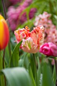KEUKENHOF GARDENS, HOLLAND: THE NETHERLANDS - CLOSE UP PLANT PORTRAIT OF TULIP - TULIPA APRICOT PARROT - MAY, BULB, FLOWER, FLOWERS, PETALS, BULB, ORANGE