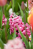 KEUKENHOF GARDENS, HOLLAND: THE NETHERLANDS - CLOSE UP PLANT PORTRAIT OF TULIP - TULIPA PINK PEARL - MAY, BULB, FLOWER, FLOWERS, PETALS, BULB, PINK