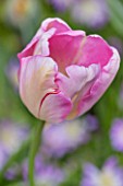 KEUKENHOF GARDENS, HOLLAND: THE NETHERLANDS -CLOSE UP PLANT PORTRAIT OF THE PINK FLOWER OF A TULIP - TULIPA NEW DESIGN - SPRING, MAY, BULB, PETALS, APRIL