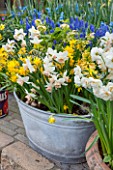 KEUKENHOF GARDENS, HOLLAND: THE NETHERLANDS - RECYCLING GARDEN - OLD METAL BUCKET PLANTED WITH DAFFODILS - NARCISSI, NARCISSUS, CONTAINER, REUSED, RECYCLING, UPCYCLED