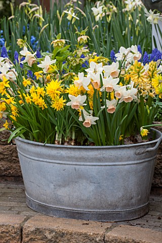 KEUKENHOF_GARDENS_HOLLAND_THE_NETHERLANDS__RECYCLING_GARDEN__OLD_METAL_BUCKET_PLANTED_WITH_DAFFODILS