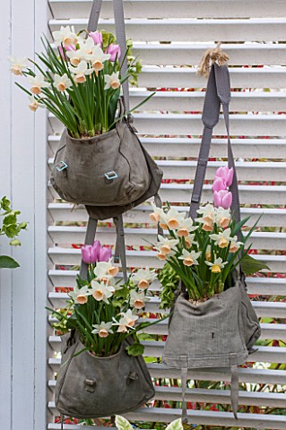 KEUKENHOF_GARDENS_HOLLAND_THE_NETHERLANDS__RECYCLING_GARDEN__OLD_SATCHELS_PLANTED_WITH_NARCISSI_AND_
