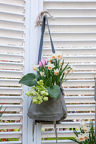 KEUKENHOF_GARDENS_HOLLAND_THE_NETHERLANDS__RECYCLING_GARDEN__OLD_SATCHEL_PLANTED_WITH_NARCISSI_TULIP