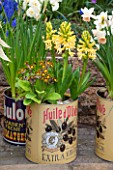 KEUKENHOF GARDENS, HOLLAND: THE NETHERLANDS - RECYCLING GARDEN - OLD OLIVE CANS PLANTED WITH NARCISSUS AND HYACINTHS, CONTAINER, REUSED, RECYCLING, UPCYCLED. WALL