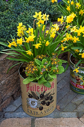 KEUKENHOF_GARDENS_HOLLAND_THE_NETHERLANDS__RECYCLING_GARDEN__OLD_OLIVE_CANS_PLANTED_WITH_YELLOW_NARC