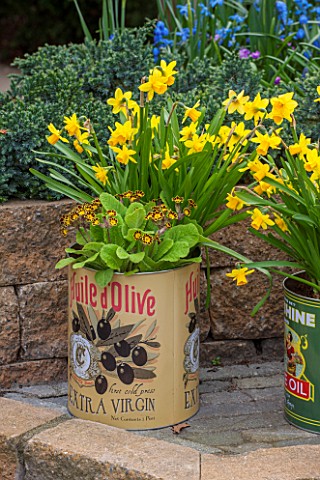 KEUKENHOF_GARDENS_HOLLAND_THE_NETHERLANDS__RECYCLING_GARDEN__OLD_OLIVE_CANS_PLANTED_WITH_NARCISSUS_A