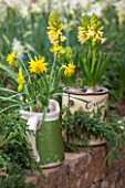 KEUKENHOF GARDENS, HOLLAND: THE NETHERLANDS - RECYCLING GARDEN - OLD OLIVE CAN AND MUG  PLANTED WITH NARCISSUS AND HYACINTHS, CONTAINER, REUSED, RECYCLING, UPCYCLED. WALL