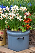 KEUKENHOF GARDENS, HOLLAND: THE NETHERLANDS - RECYCLING GARDEN - STONE WALL, OLD METAL BREAD BIN PLANTED WITH DAFFODILS AND PRIMULAS.CONTAINER, REUSED, RECYCLING, UPCYCLED, MUSCARI