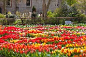 HORTUS BULBORUM, LIMMEN, HOLLAND: MASS PLANTING OF TULIPS BESIDE THE CHURCH - ROW, ROWS, HISTORIC, BULB, BULBS, SPRING, THE NETHERLANDS, APRIL
