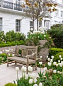 DESIGNER STEPHEN WOODHAMS, LONDON: FORMAL TOWN GARDEN IN SPRING -CONTAINER AND WOODEN BENCH / SEAT, WHITE PLANTING OF TULIP PURISSIMA, TULIP CARDINAL MINDSZNTY, TULIP CLEARWATER