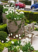 DESIGNER STEPHEN WOODHAMS, LONDON: FORMAL TOWN GARDEN - FRONT GARDEN - BENCH / SEAT, BOX TOPIARY AND CONTAINER PLANTED WITH WHITE TULIPS PURISSIMA AND HYACINTH WHITE PEARL