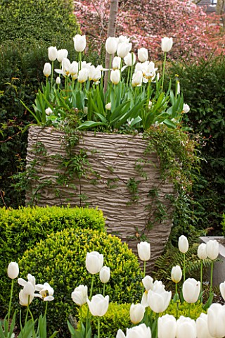 DESIGNER_STEPHEN_WOODHAMS_LONDON_FORMAL_TOWN_GARDEN__FRONT_GARDEN__BOX_TOPIARY_AND_CONTAINER_PLANTED