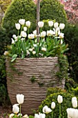 DESIGNER STEPHEN WOODHAMS, LONDON: FORMAL TOWN GARDEN - FRONT GARDEN - BOX TOPIARY AND CONTAINER PLANTED WITH WHITE TULIPS PURISSIMA AND HYACINTH WHITE PEARL