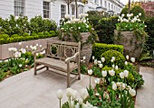 DESIGNER STEPHEN WOODHAMS, LONDON: FORMAL TOWN FRONT GARDEN - BENCH / SEAT, BOX, PAVING, CONTAINERS. TULIPS PURISSIMA, CLEARWATER AND CARDINAL MINDSZENTY, HYACINTH WHITE PEARL