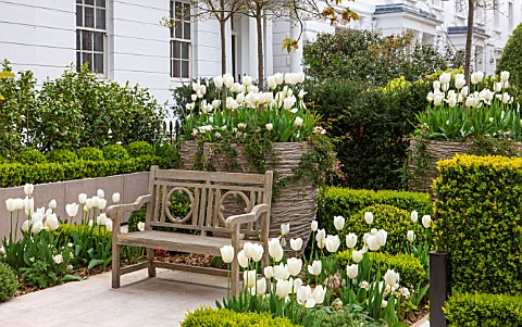 DESIGNER_STEPHEN_WOODHAMS_LONDON_FORMAL_TOWN_FRONT_GARDEN__BENCH__SEAT_BOX_PAVING_CONTAINERS_TULIPS_