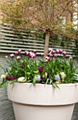 DESIGNER STEPHEN WOODHAMS, LONDON: SMALL BACK GARDEN - CONTAINER IN SPRING - TULIP REMS FAVOURITE AND FONTAINBLEAU, HYACINTH  WOODSTOCK AND HYACINTH BLUE EYES. TRELLIS, BACK GARDEN