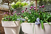 DESIGNER STEPHEN WOODHAMS, LONDON: SMALL BACK GARDEN - CONTAINERS IN SPRING - TULIP REMS FAVOURITE AND FONTAINBLEAU, HYACINTH  WOODSTOCK AND HYACINTH BLUE EYES. TRELLIS