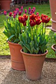 WHICHFORD POTTERY, WARWICKSHIRE: GRAVEL TERRACE WITH TERRACOTTA CONTAINERS PLANTED WITH TULIP EVERLASTING LOVE AND TULIP RONALDO - SPRING, MAY, FLOWERS, FLOWERING