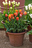 WHICHFORD POTTERY, WARWICKSHIRE: GRAVEL TERRACE WITH TERRACOTTA CONTAINERS PLANTED WITH TULIP CAIRO AND TULIP SPRING GREEN - SPRING, MAY, FLOWERS, FLOWERING
