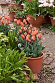 WHICHFORD POTTERY, WARWICKSHIRE: TERRACE WITH TERRACOTTA CONTAINERS PLANTED WITH TULIP PRINSES IRENE - AGM - SPRING, MAY, FLOWERS, FLOWERING