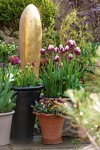 WHICHFORD_POTTERY_WARWICKSHIRE_TERRACE_WITH_TERRACOTTA_CONTAINERS_PLANTED_WITH_TULIPS_AND_VIOLAS_SPR