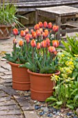 WHICHFORD POTTERY, WARWICKSHIRE: TERRACE WITH TERRACOTTA CONTAINERS PLANTED WITH TULIP PRINSES IRENE - CONTAINER, APTIO, MAY, SPRING, FLOWERS, FLOWERING, PETALS, FLOWER