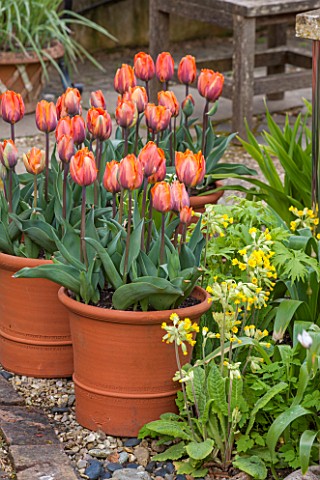 WHICHFORD_POTTERY_WARWICKSHIRE_TERRACOTTA_CONTAINERS_PLANTED_WITH_TULIP_PRINSES_IRENE__CONTAINER_SPR