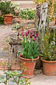 WHICHFORD POTTERY, WARWICKSHIRE: TERRACE WITH TERRACOTTA CONTAINERSPLANTED WITH TULIPS AND WOODEN BENCH / SEAT - PATIO, SPRING, MAY