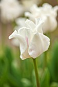 WHICHFORD POTTERY, WARWICKSHIRE: CLOSE UP PLANT PORTRAIT OF THE WHITE FLOWER OF TULIP - TULIPA WHITE PICTURE - BULB, SPRING, MAY, FLOWERS, PETAL, PETALS