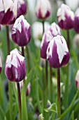WHICHFORD POTTERY, WARWICKSHIRE: CLOSE UP PLANT PORTRAIT OF THE PURPLE AND WHITE FLOWER OF TULIP - TULIPA REMS FAVOURITE - BULB, SPRING, MAY, FLOWERS, PETAL, PETALS