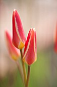 WHICHFORD POTTERY, WARWICKSHIRE: CLOSE UP PLANT PORTRAIT OF THE FLOWER OF TULIP - TULIPA CLUSIANA CYNTHIA - AGM. BULB, SPRING, MAY, FLOWERS, PETAL, PETALS