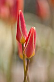 WHICHFORD POTTERY, WARWICKSHIRE: CLOSE UP PLANT PORTRAIT OF THE FLOWER OF TULIP - TULIPA CLUSIANA CYNTHIA - AGM. BULB, SPRING, MAY, FLOWERS, PETAL, PETALS