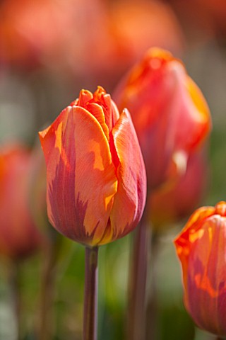 WHICHFORD_POTTERY_WARWICKSHIRE_CLOSE_UP_PLANT_PORTRAIT_OF_THE_FLOWER_OF_THE_ORANGE_TULIP___TULIPA_IR
