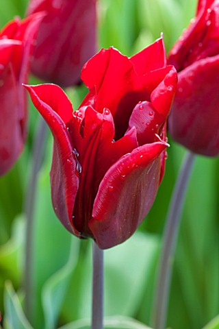 WHICHFORD_POTTERY_WARWICKSHIRE_CLOSE_UP_PLANT_PORTRAIT_OF_THE_FLOWER_OF_THE_RED_TULIP___TULIPA_EVERL