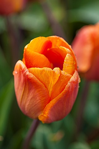 WHICHFORD_POTTERY_WARWICKSHIRE_CLOSE_UP_PLANT_PORTRAIT_OF_THE_FLOWER_OF_THE_TULIP___TULIPA_CAIRO___B