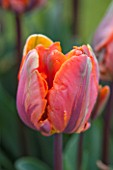 WHICHFORD POTTERY, WARWICKSHIRE: CLOSE UP PLANT PORTRAIT OF THE FLOWER OF THE PARROT TULIP  - TULIPA IRENE PARROT -  BULB, SPRING, MAY, FLOWERS, PETAL, PETALS, ORANGE